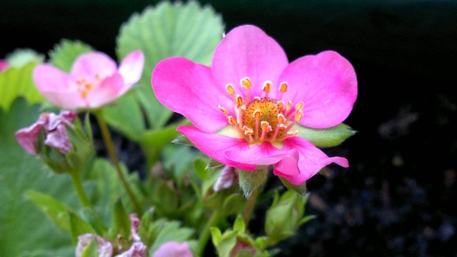 Wir freuen uns schon auf die Erdbeeren!