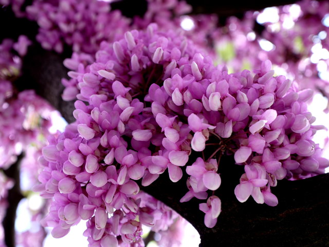 Baumblüten