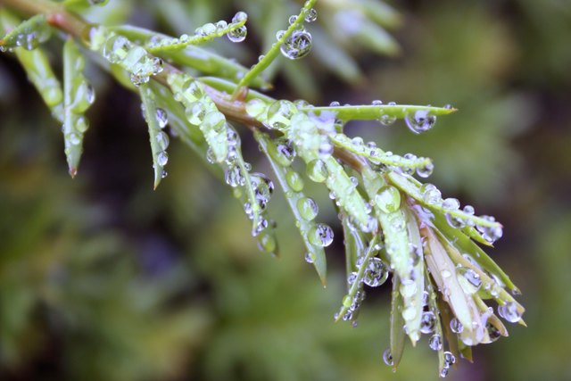 frühling im regen 2