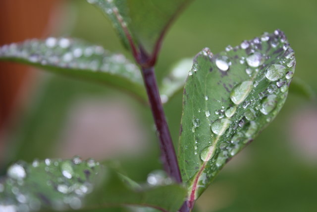 frühling im regen 10