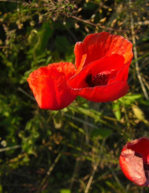 ein frühling ohne mohnblumen is nix