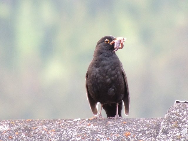 Schnabel voll, die Amsel war tüchtig 2