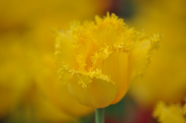 Tulpenpracht II im Reservegarten Hirschstetten