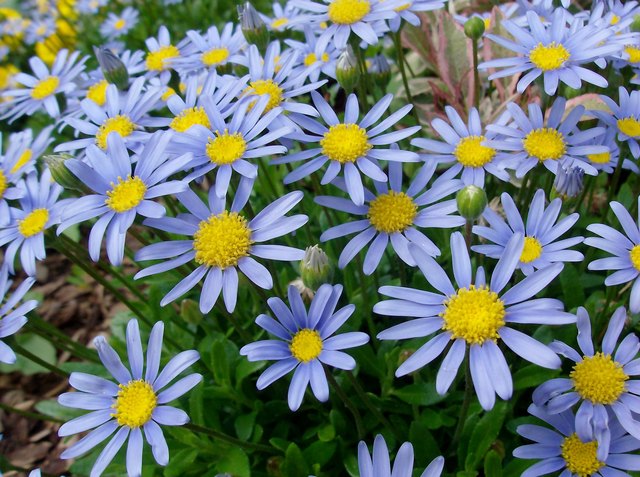 Blumenbeet vor der Pensionsversicherungsanstalt