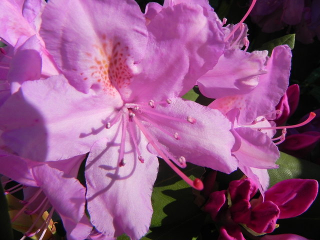 Rhododendron in voller Blüte