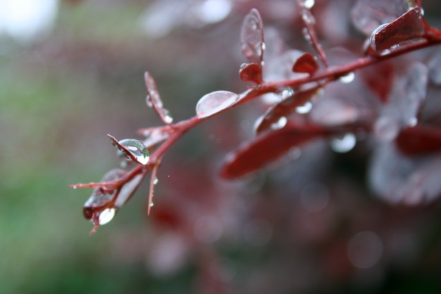 frühling im regen 8