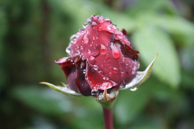 frühling im regen 5