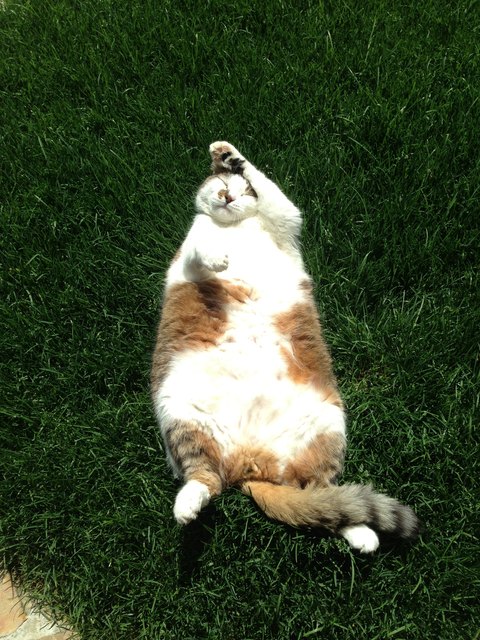 Ein paar Sonnenstrahlen auf meinen bauchscheinen lassen ,das nenne ich ein katzenleben