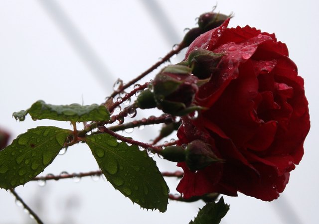 im regen duftets auch nach rosen
