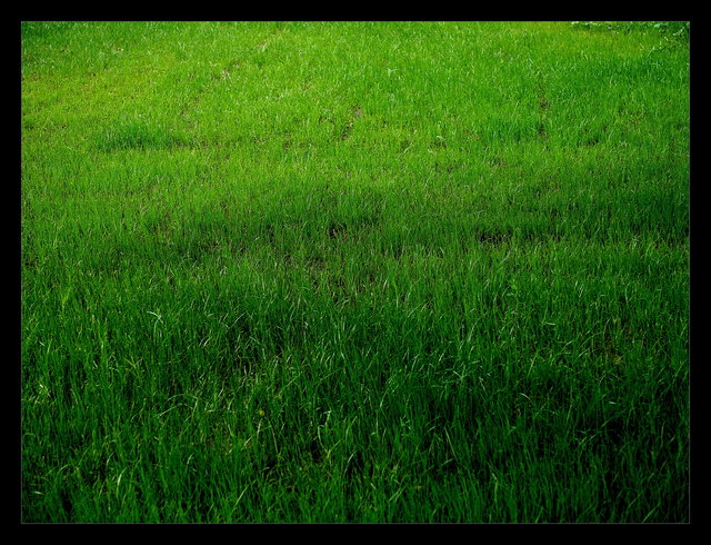 Gras
