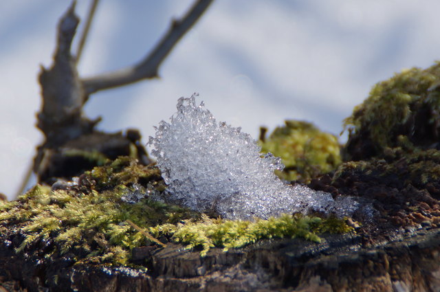 Schnee auf Moos
