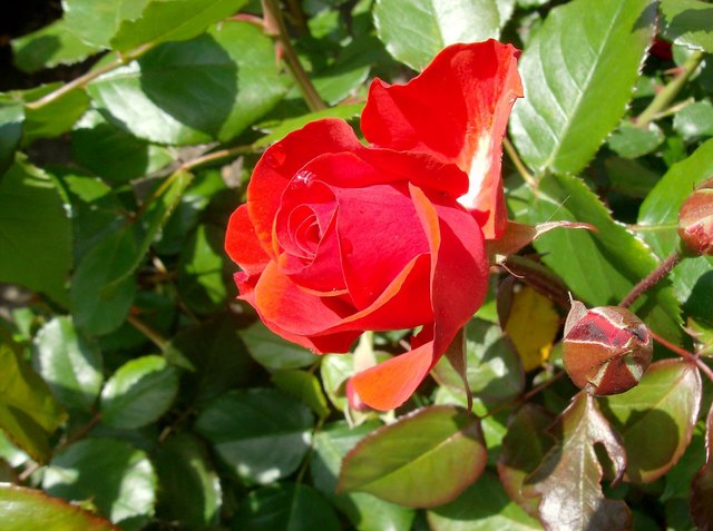 Rosenbeet in einem kleinen Park an der Reichsbrücke