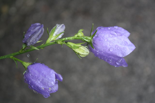 glockenblume