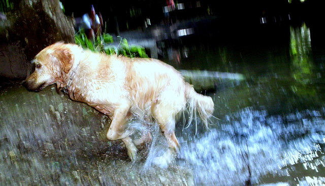 herz für hunde