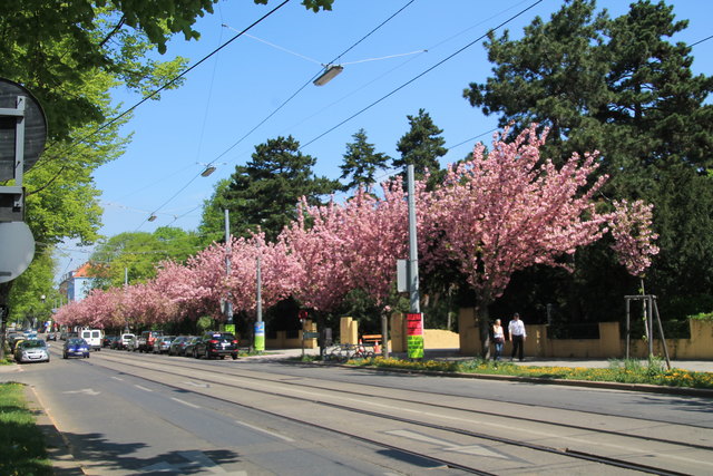 Sandleitengasse im Frühling