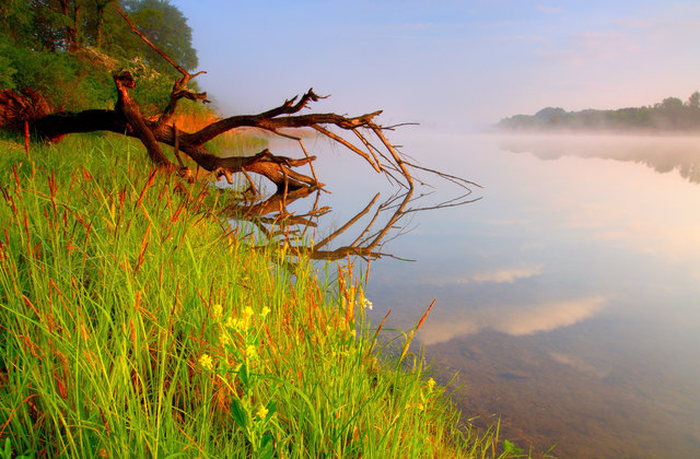 Frühling in der Lobau