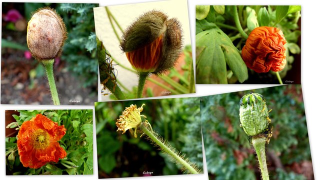 Von der Knospe bis zur Blüte