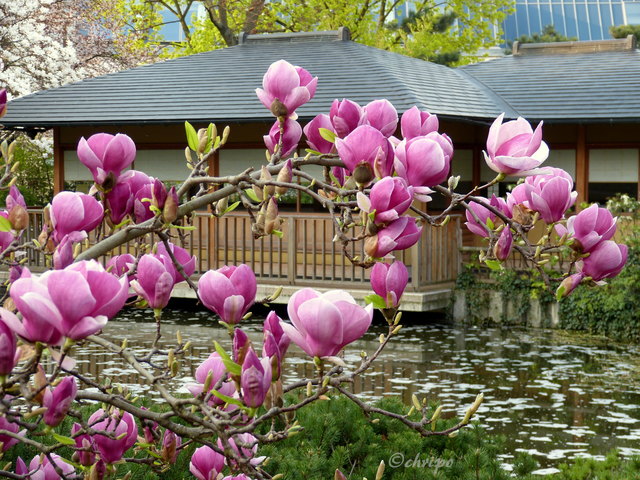 Frühling im Japanischen Garten