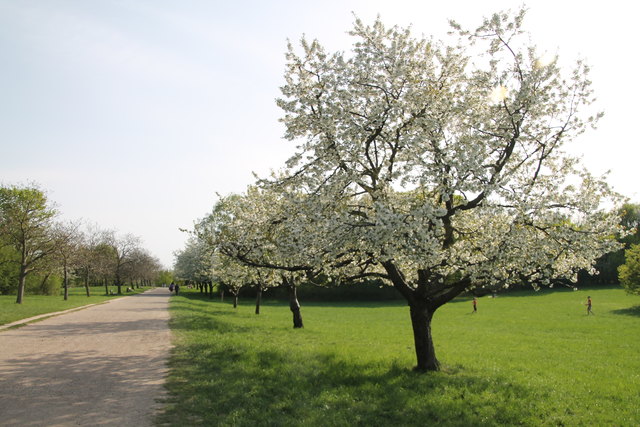 Traumhafte Kirschblüte in Steinhof