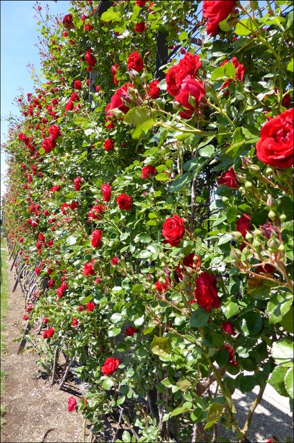 Dressierte Rosenhecke von außen