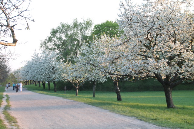Kirschenblüte