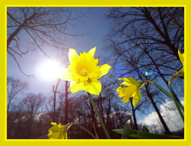 Frühling im Türkenschanzpark