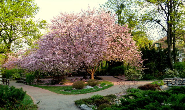 Frühling im Japanischen Garten