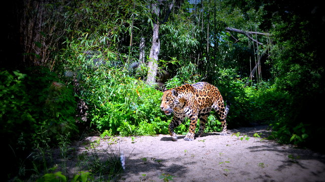 Leopard in Schönbrunn