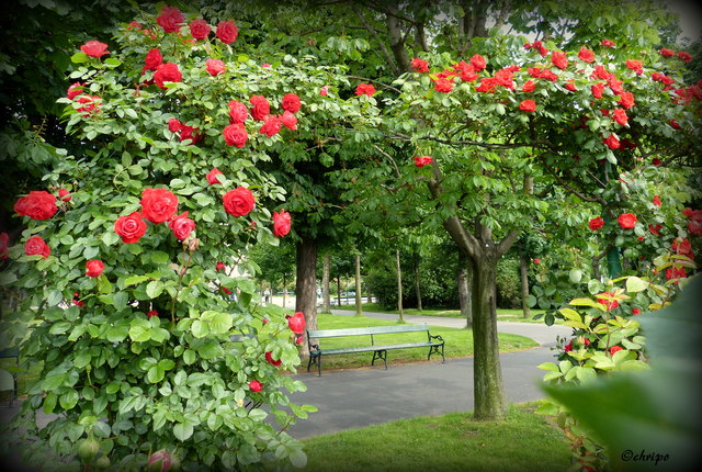 ein lauschiges Platzerl im Volksgarten