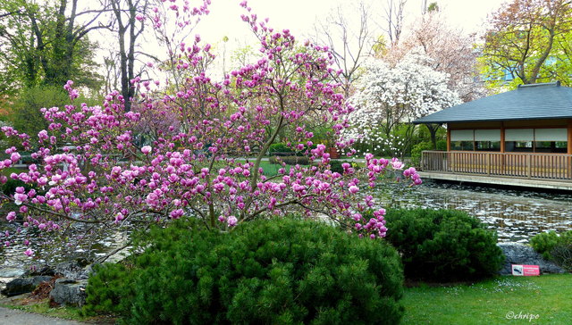 Magnolienblüte im Japanischen Garten