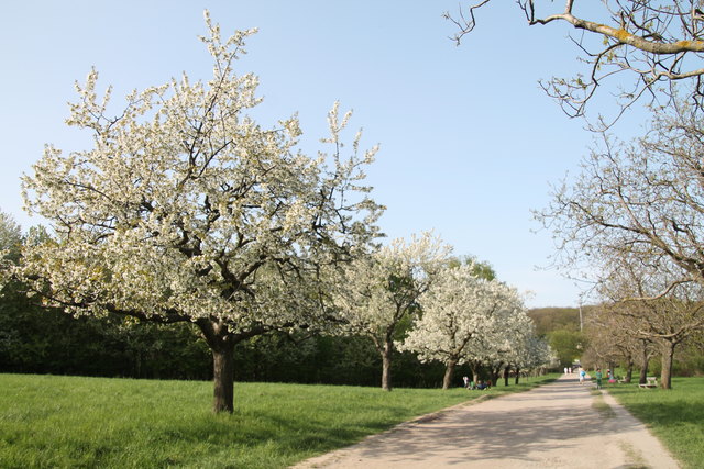 Spazierweg durch Steinhof