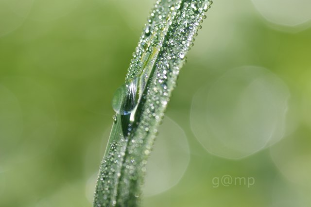 some drops