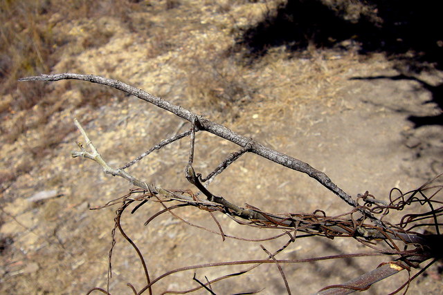 Stabheuschrecke - ca. 20 cm groß, aufgenommen in Madagaskar. Falls ihr sie nicht entdeckt, der lange "Ast" oben - da sitzt sie gut getarnt. Stabheuschrecken sind reine Vegetarier.
Sie sind hauptsächlich in den gemäßigten und tropischen Breiten anzutreffen.
Sie verbringen die Tage bewegungslos, von Blättern oder Ästen herabhängend, die Dunkelheit abwartend, um dann zu fressen.
Stabheuschrecken können Junge bekommen, ohne sich paaren zu müssen.