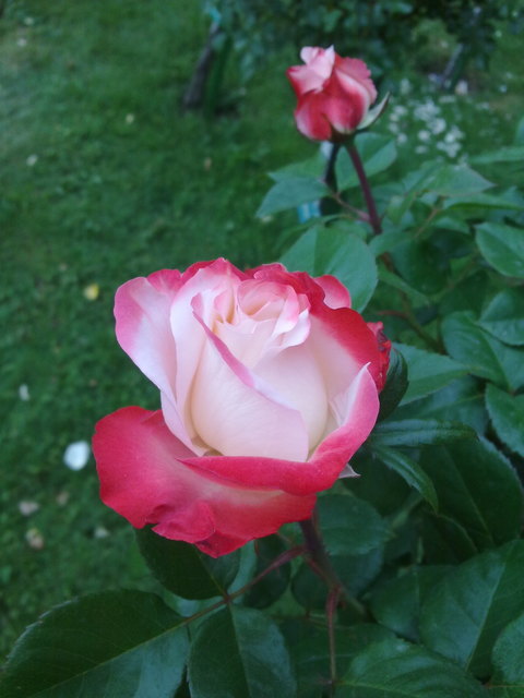 rosenrosa