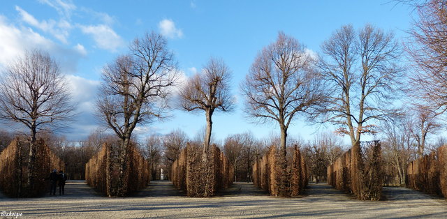 Februar im Schönbrunner Schlosspark