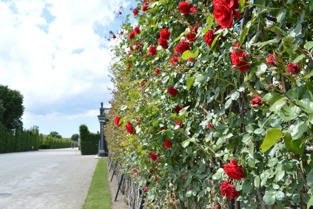 Rosen in Schönbrunn