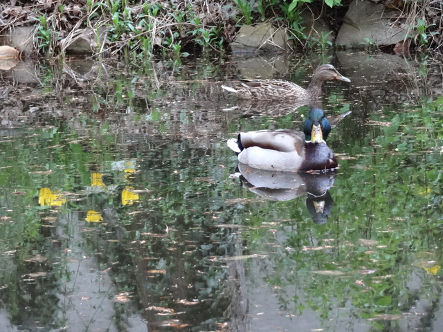 Frühling im Pensionistenwohnhaus Brigittenau