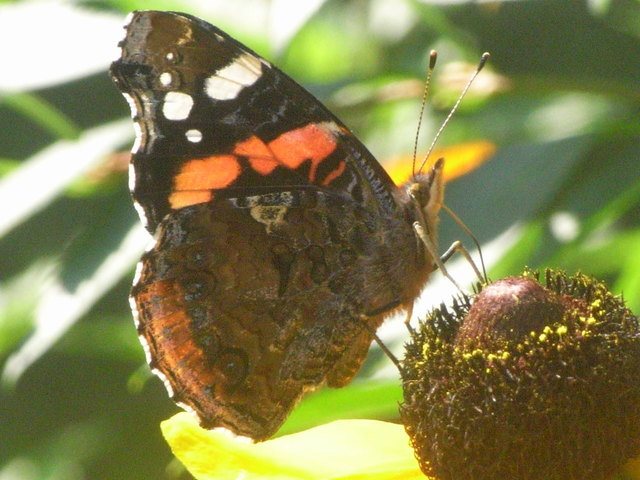 Schmetterling !