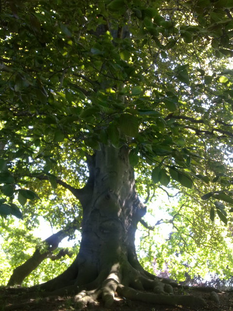 Bruder Baum..