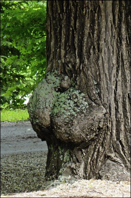 So ein Baum ist schließlich auch nur ein Mensch.