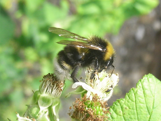Die Hummel guckt mal in die Blüte !