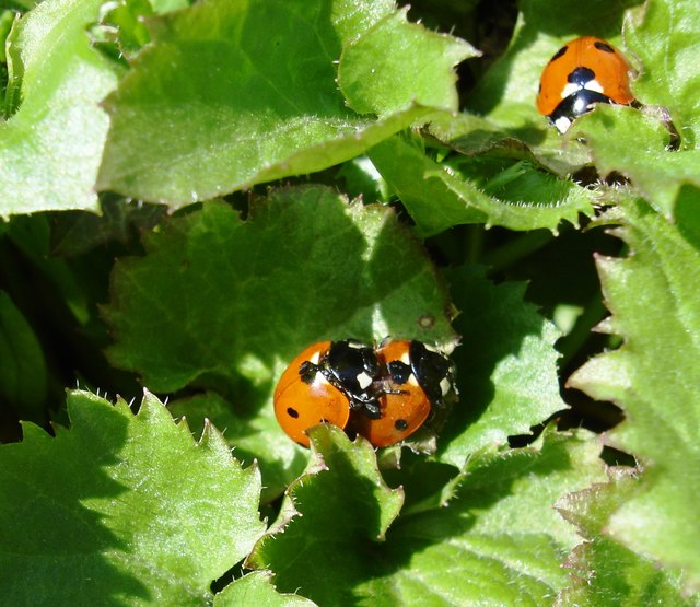 Immer wieder im Frühling....