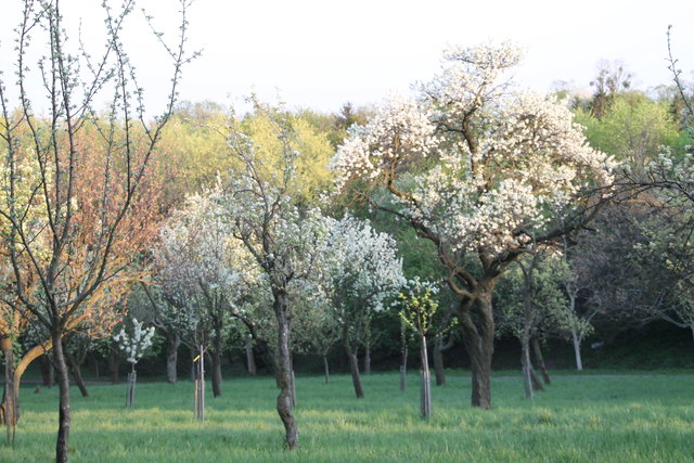 Kirschbäume