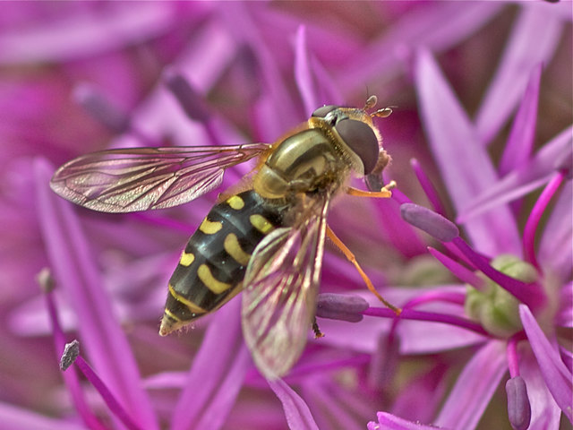 Feldschwebefliege