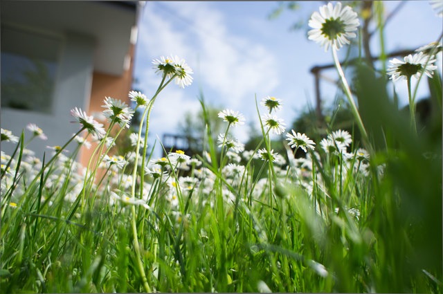 Riesengänseblümchen