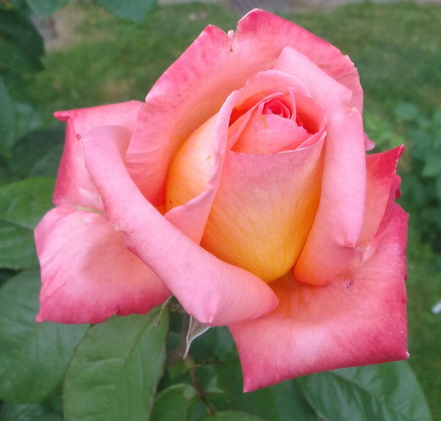 rosenblüte