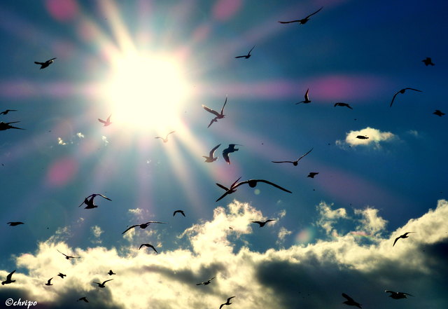 Möwen im Sonnenschein