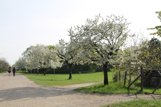 Steinhofgründe