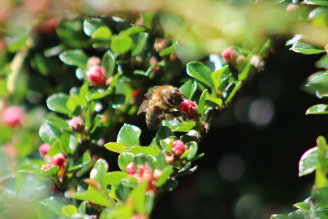 Biene in einem Strauch mit Blüten