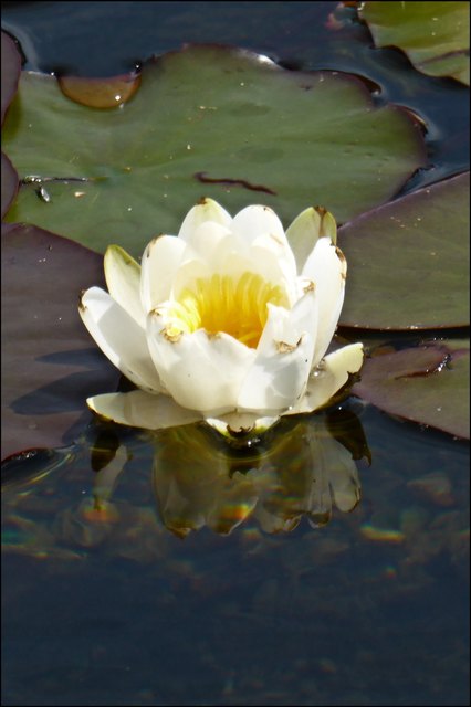 ..von Blumen bewacht..